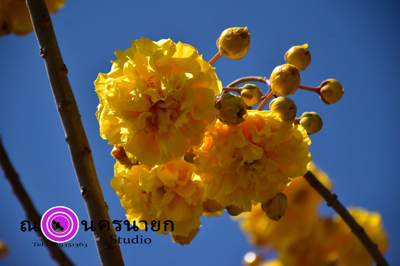 สุพรรณิการ์ ดอกไม้ประจำจังหวัด นครนายก